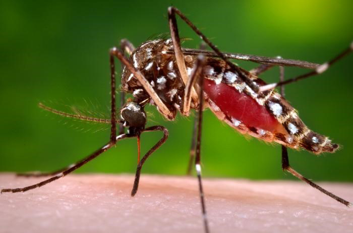 Hay alerta sanitaria por brote de dengue