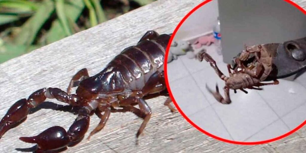 ¿Qué hacer si encontramos alacranes en la casa?