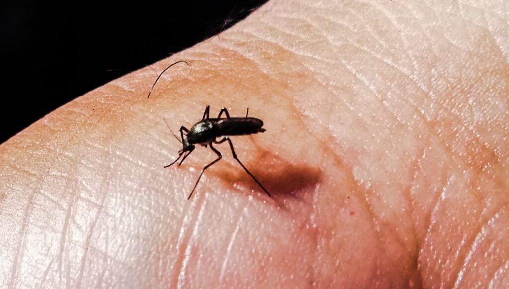 Dengue y chikungunya al acecho en Paraguay