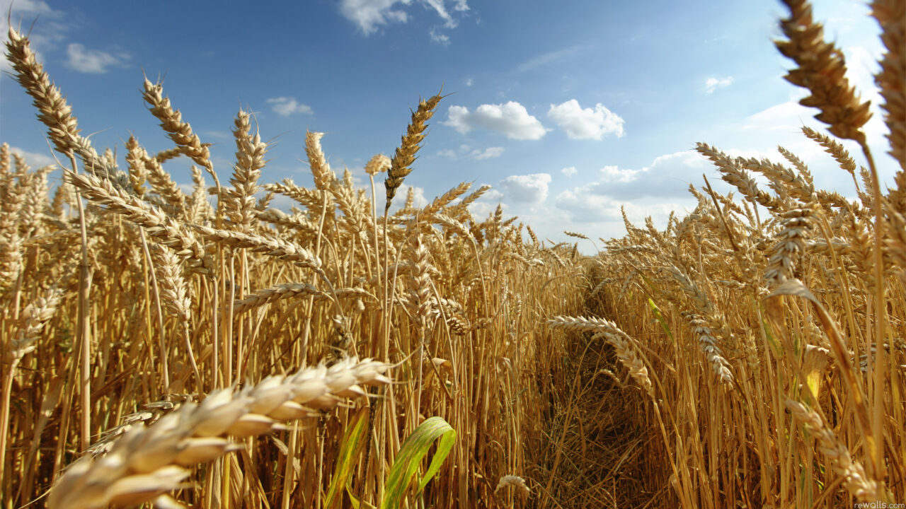 Trigo paraguayo acelera en exportaciones y se posiciona como motor del agro nacional